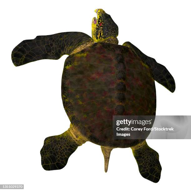 Turtle Back Arch 64 Sea Turtle Isolated White Background High Res Illustrations - Getty ...
