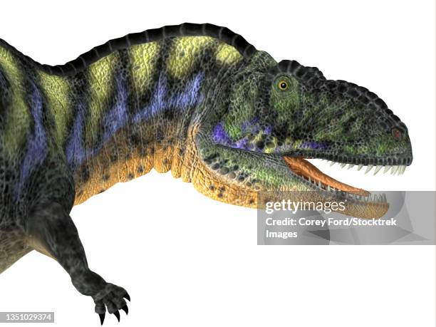 aucasaurus dinosaur, side view on white background. - aucasaurus stock illustrations