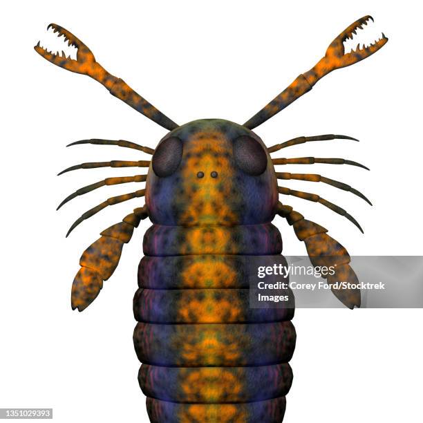 head of a pterygotus sea scorpion, on white background. - pterygotus stock illustrations
