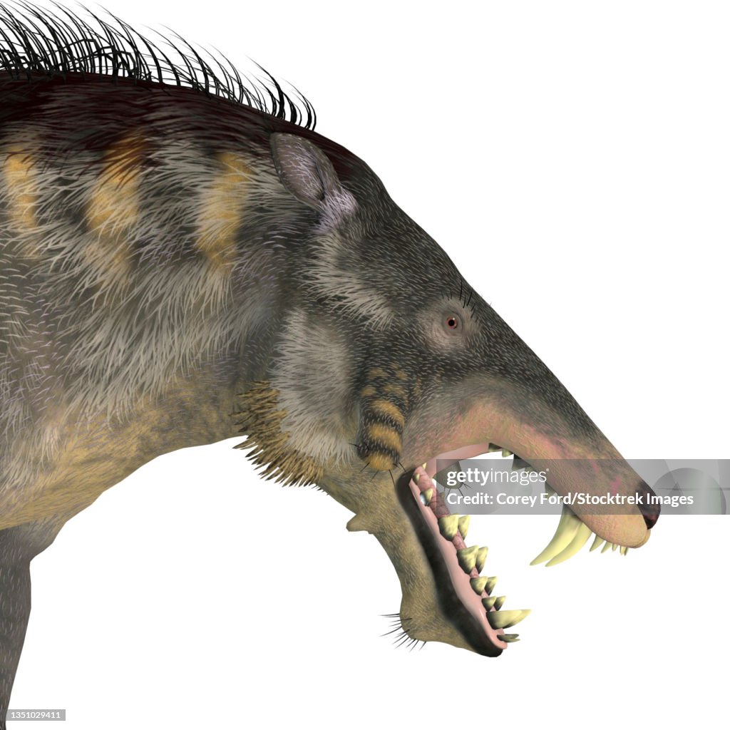 Entelodon headshot with fangs showing.