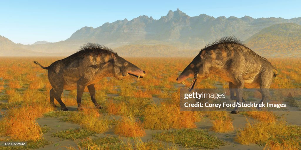 Two omnivorous Entelodon pigs face each other in a territorial fight.