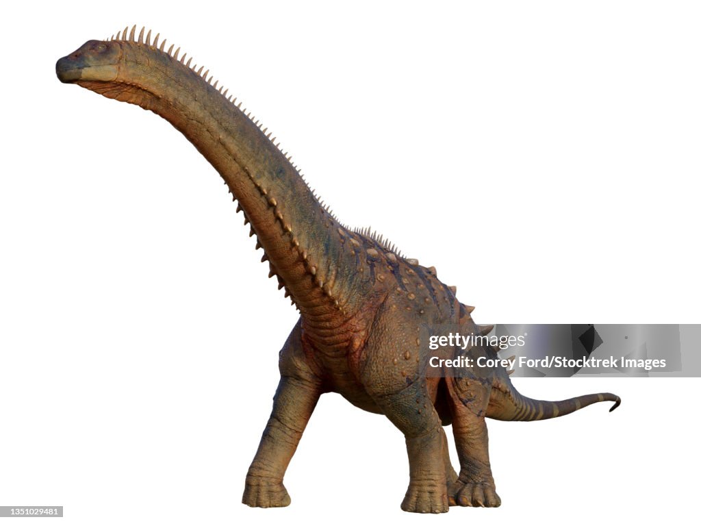 Alamosaurus dinosaur walking.