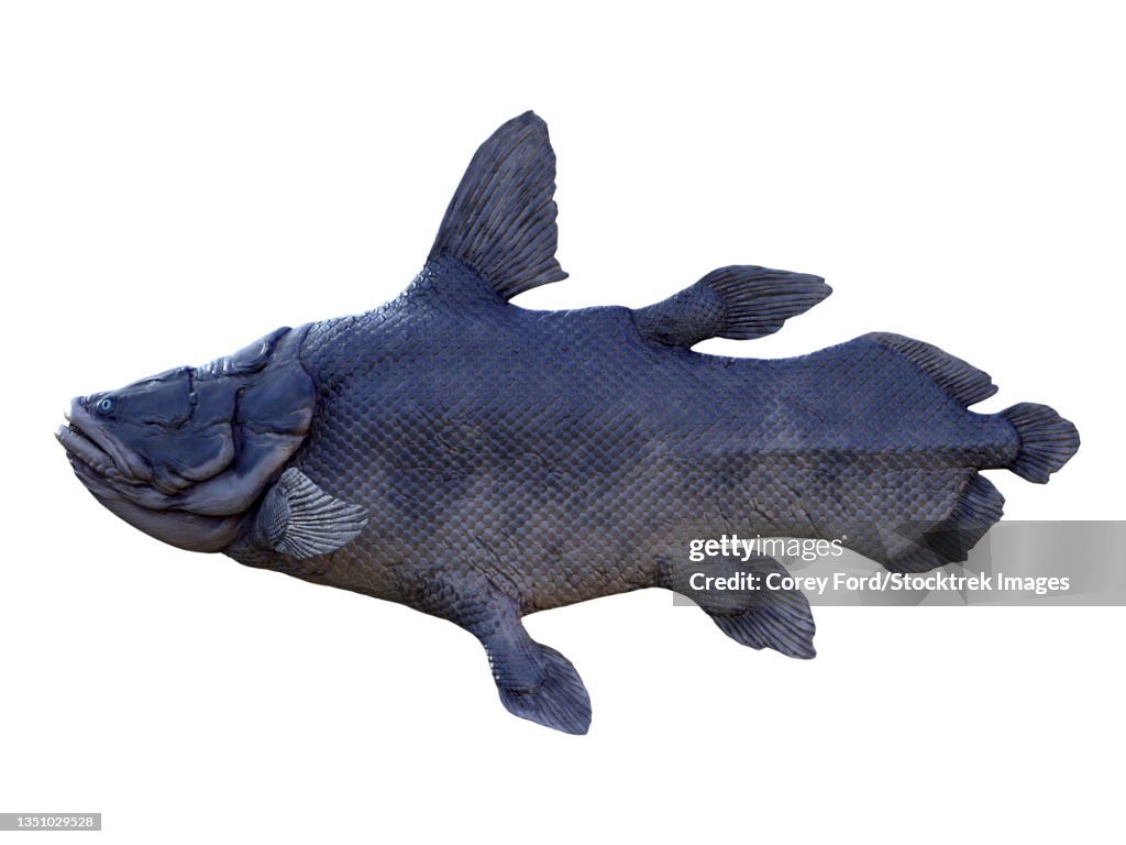 Mawsonia prehistoric fish, side view on white background.