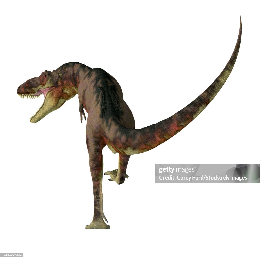 Daspletosaurus dinosaur, rear view on white background.