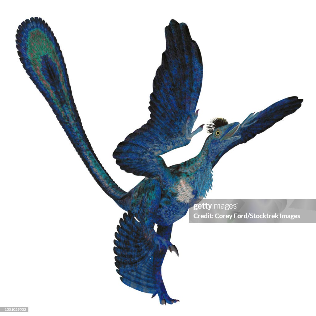 Microraptor reptile, side view on white background.