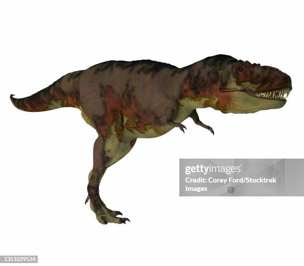 daspletosaurus dinosaur hunting, side view on white background. - daspletosaurus stock illustrations