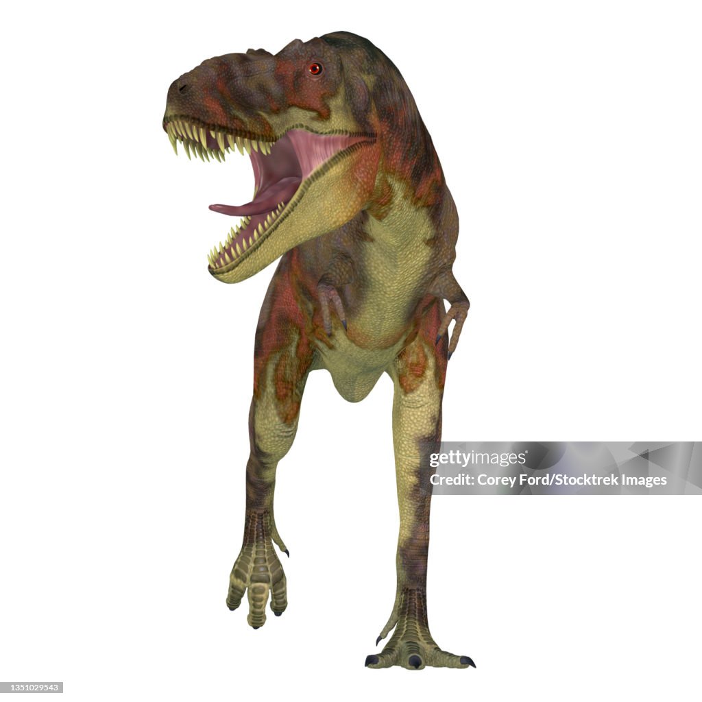 Daspletosaurus dinosaur, front view on white background.