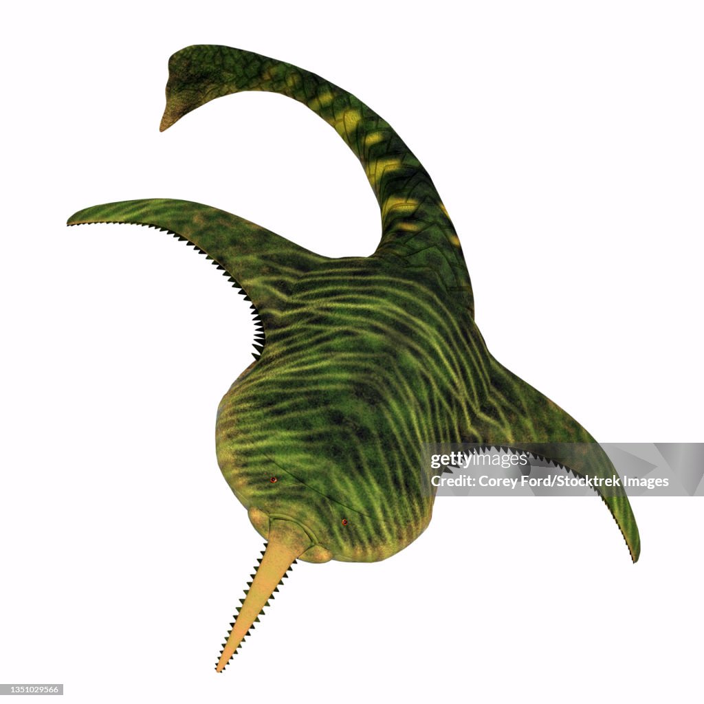 Doryaspis fish, front view on white background.