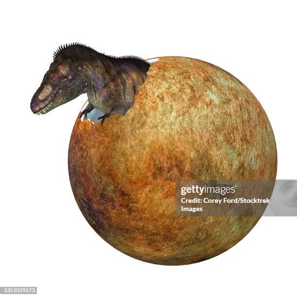 a baby tyrannosaurus rex dinosaur hatches out of an egg. - paläobiologie stock-grafiken, -clipart, -cartoons und -symbole