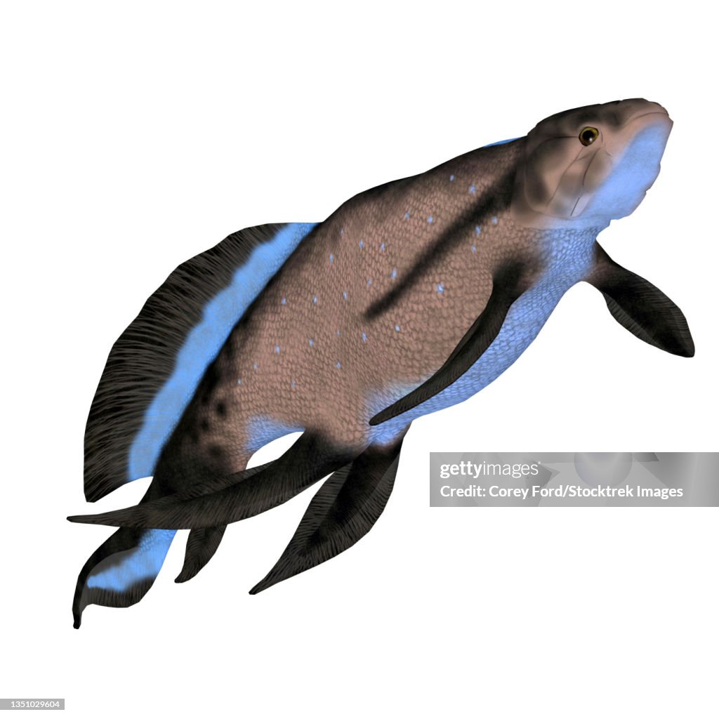 Scaumenacia prehistoric fish, side view on white background.