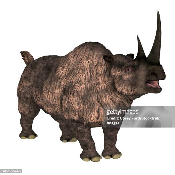 stockillustraties, clipart, cartoons en iconen met woolly rhinoceros, white background. t - rhinoceros white background