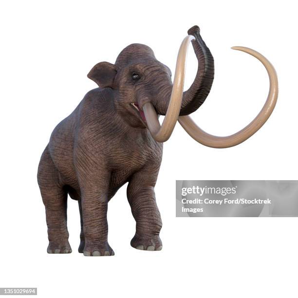 columbian mammoth on white background. - pleistocene stock illustrations
