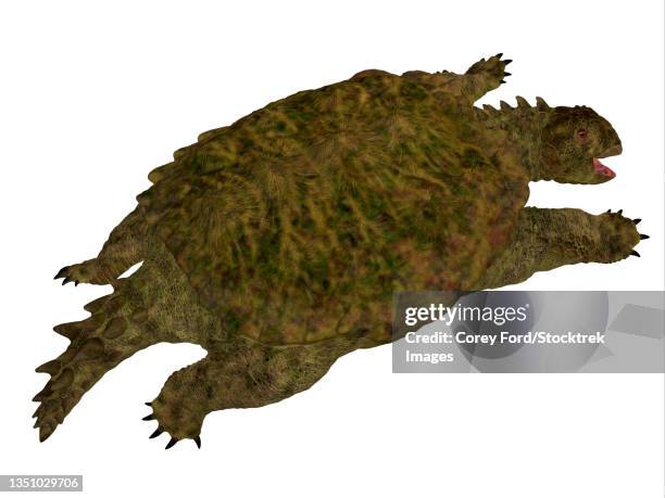 44 Ugly Turtle Stock Photos, High-Res Pictures, and Images - Getty Images
