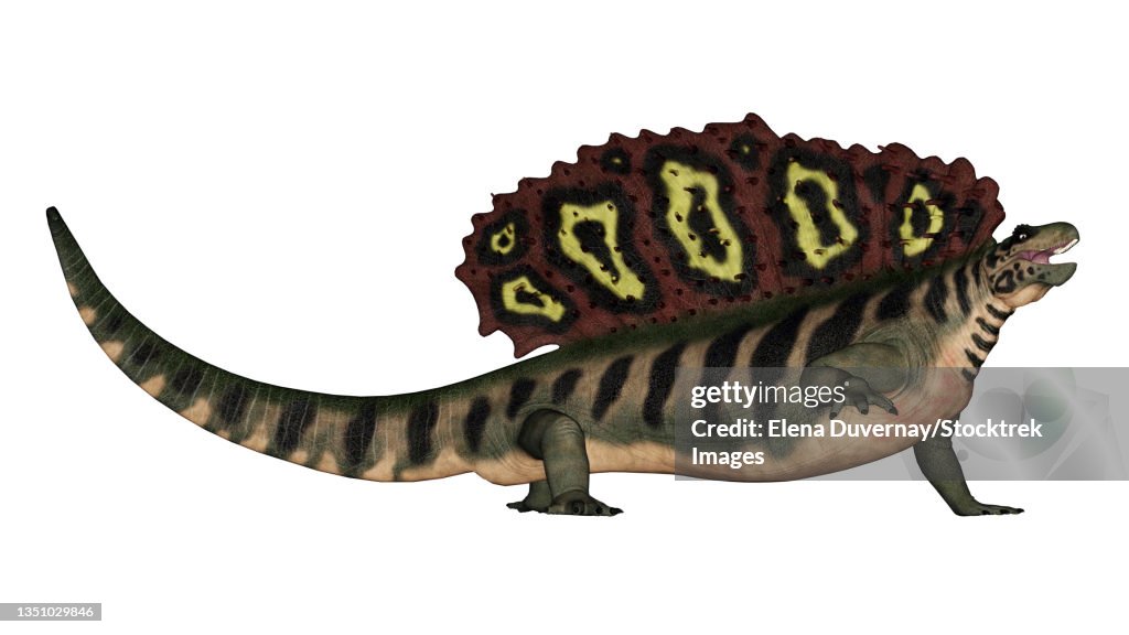 Edaphosaurus prehistoric animal, isolated on white background.