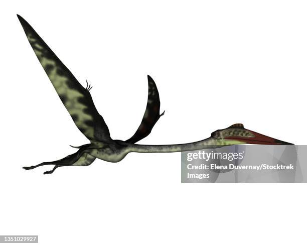 quetzalcoatlus flying peacefully ahead, isolated on white background. - quetzalcoatlus stock-grafiken, -clipart, -cartoons und -symbole