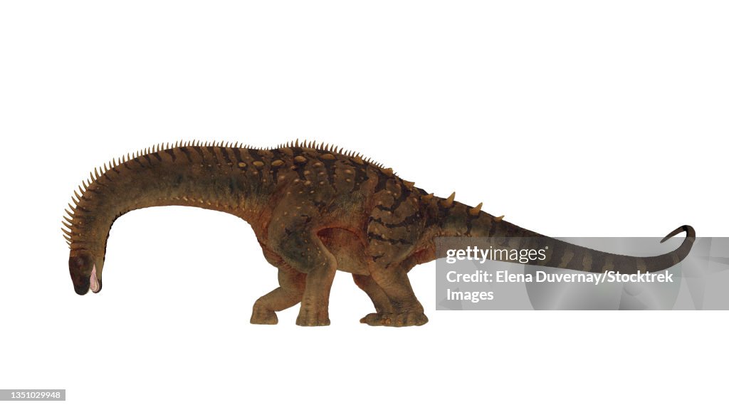 3D render of an Alamosaurus dinosaur with head down grazing, on white background.