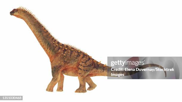 alamosaurus dinosaur walking, isolated on white background. - alamosaurus stock illustrations