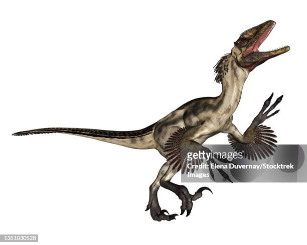 illustrations, cliparts, dessins animés et icônes de deinonychus dinosaur roaring, isolated on white background. - dromaeosauridae