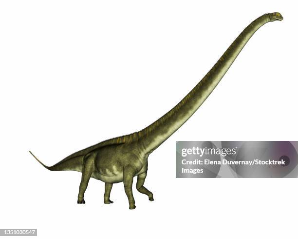 mamenchisaurus dinosaur walking, isolated on white background. - quadrupedalism stock illustrations