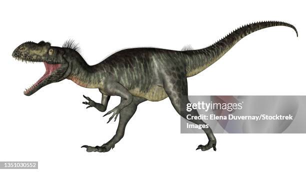 megalosaurus dinosaur roaring, isolated on white background. - megalosaurus stock illustrations