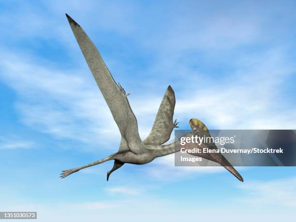 pterodactylus prehistoric bird flying in the blue sky. - pterosaur stock illustrations