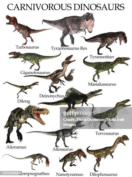 collection of carnivorous dinosaurs, isolated on white background. - allosaurus stock-grafiken, -clipart, -cartoons und -symbole
