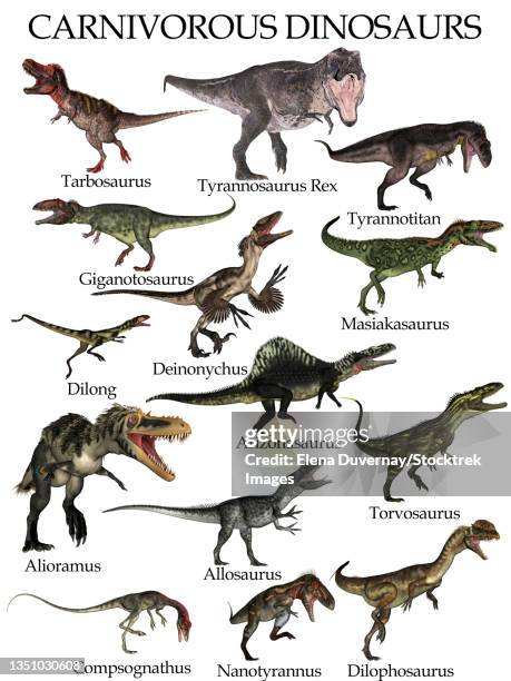 collection of carnivorous dinosaurs, isolated on white background. - megalosaurus stock illustrations