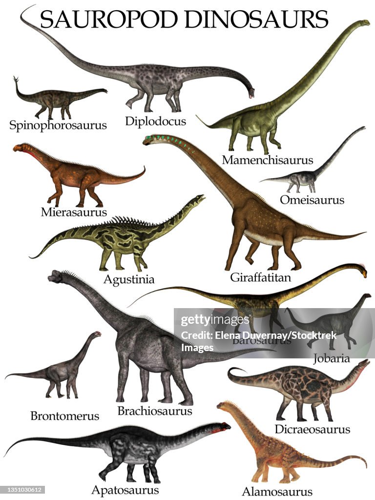 Collection of sauropod dinosaurs, isolated on white background.