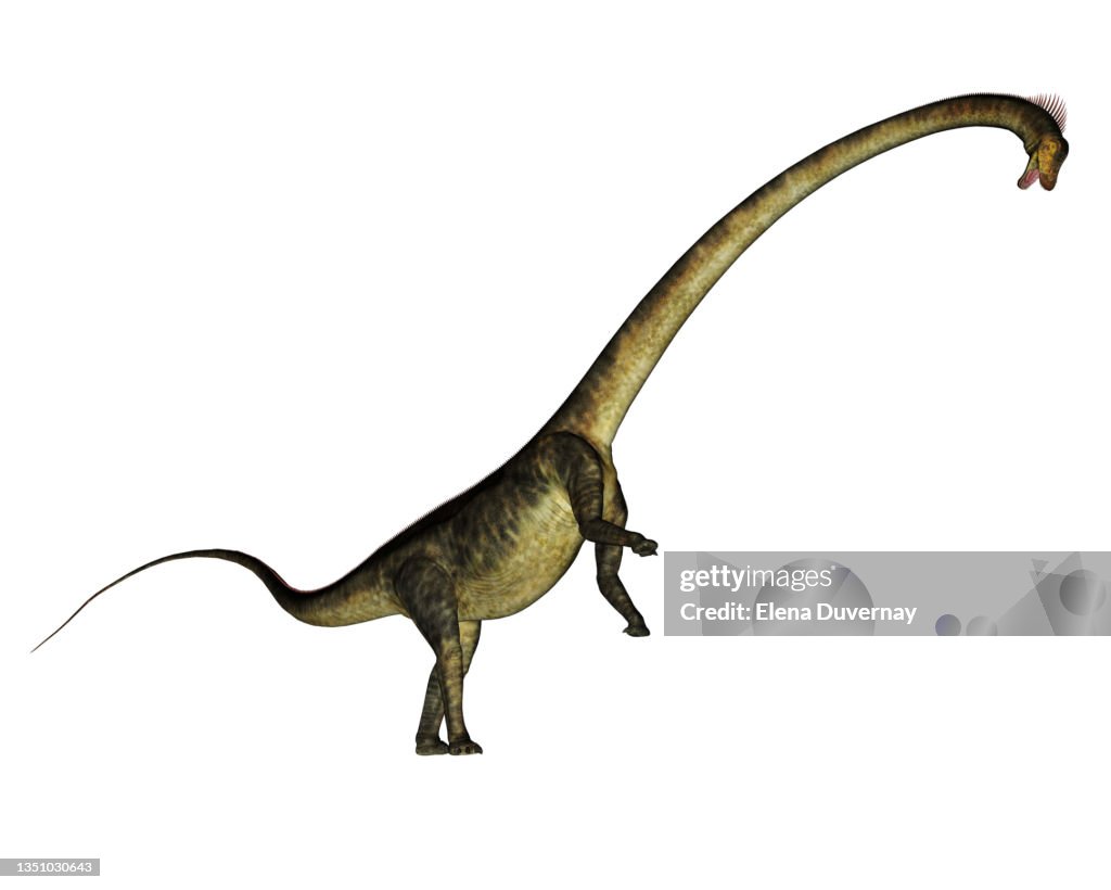 Barosaurus dinosaur rearing up, isolated on white background.