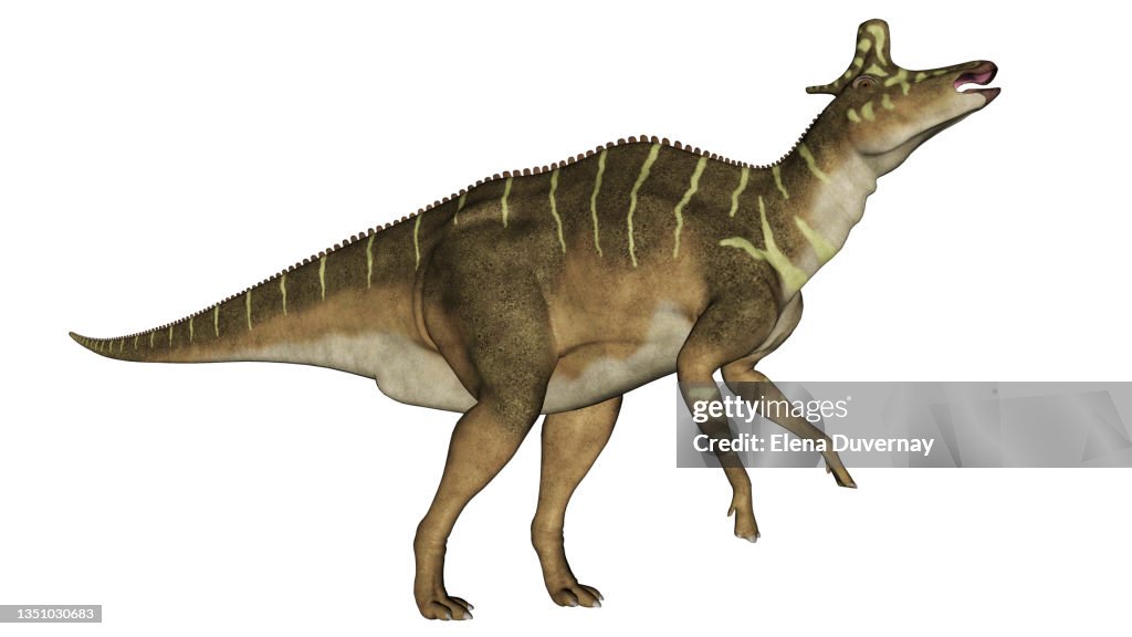 Lambeosaurus dinosaur with head up, side view isolated on white background.