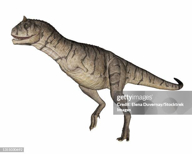 illustrations, cliparts, dessins animés et icônes de carnotaurus dinosaur, side view isolated on white background. - carnotaure