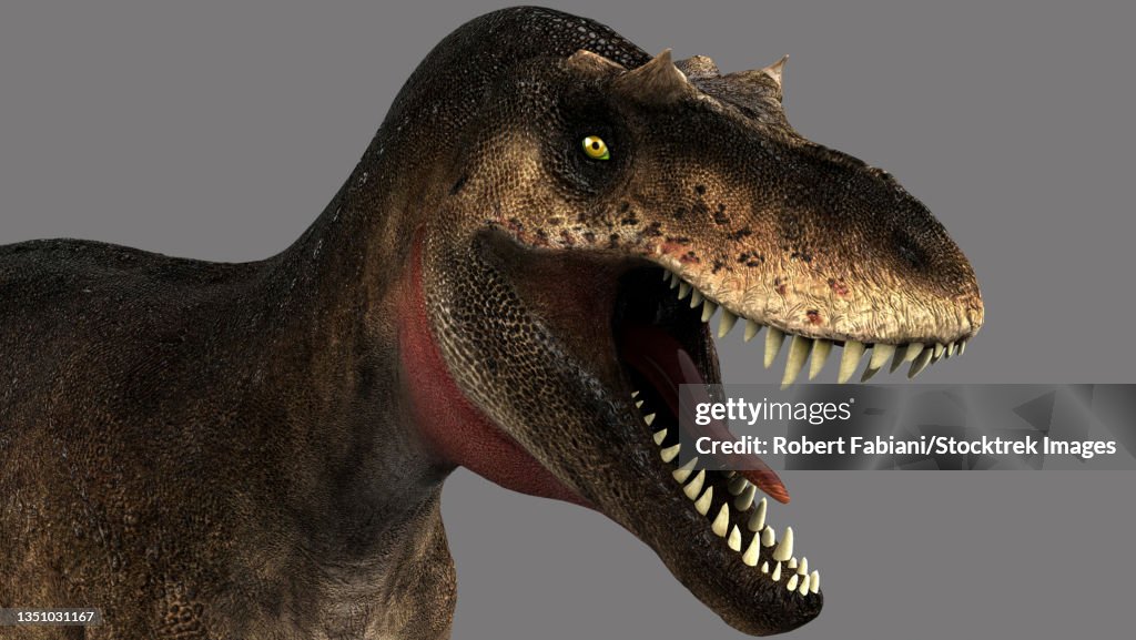 Albertosaurus dinosaur head on gray background.