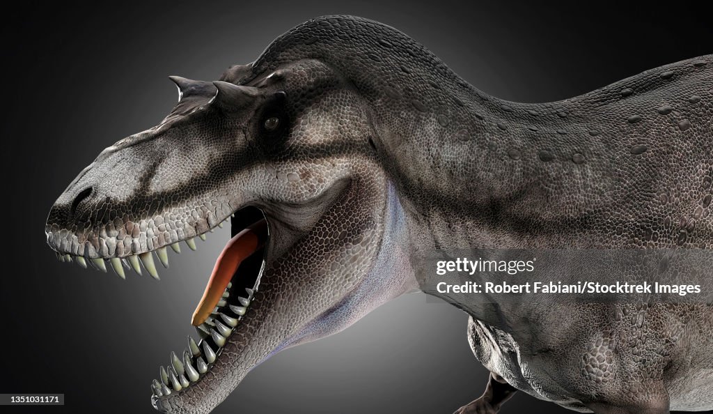 Albertosaurus dinosaur head, close-up.