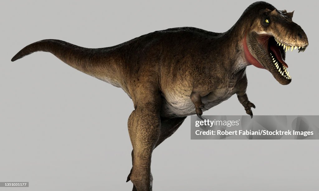 Albertosaurus dinosaur on gray background.