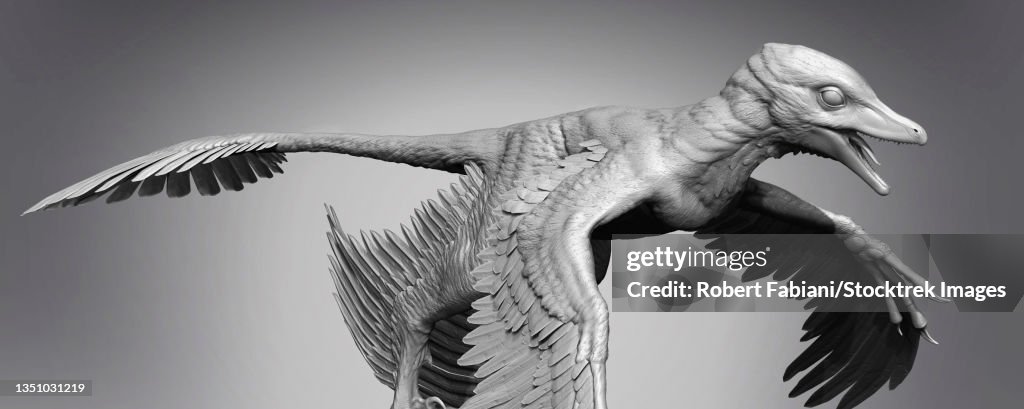 Microraptor dinosaur on gray background.