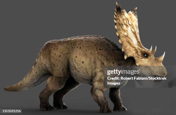 chasmosaurus dinosaur, side view on gray background. - beak stock illustrations