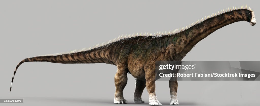 Diplodocus Dinosaur Side View On Gray Background High Res Vector diplodocus-dinosaur-side-view-on-gray-background-high-res-vector