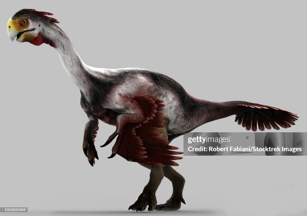 Gigantoraptor dinosaur on gray background.