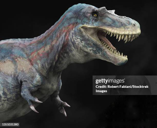 albertosaurus dinosaur, profile view. - face and profile and mouth open stock illustrations