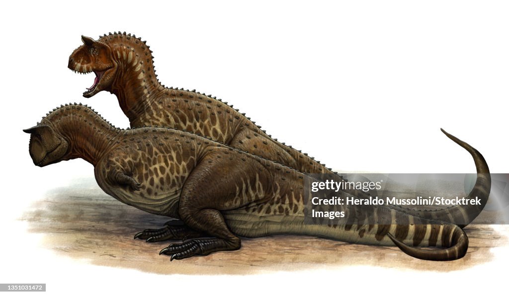 Pair of Carnotaurus sastrei dinosaurs.