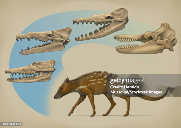 ilustrações, clipart, desenhos animados e ícones de indohyus and the transition of cetaceans from land to sea. - killer whale