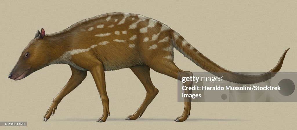 Indohyus prehistoric mammal, side view. One of the earliest-known relative of whales.