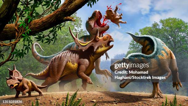 confrontation between lythronax and diabloceratops. - lythronax stock illustrations