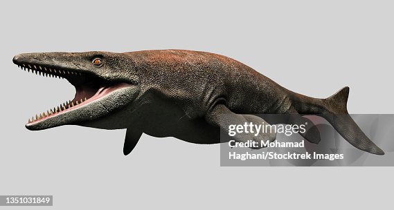 Mosasaurus Text Mosasaurus Isolated On White Background High-Res Vector Graphic - Getty ...