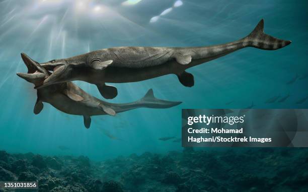 two mosasaurus reptiles fighting each other to preserve territory.â - mosasaurus stock illustrations