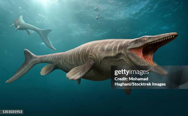 ilustrações de stock, clip art, desenhos animados e ícones de tylosaurus swimming, a large predatory marine reptile. - corpo de animal