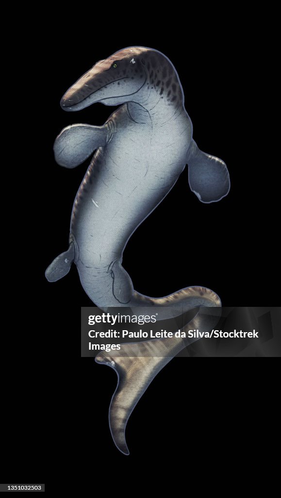 Frontal view of a Mosasaurus aquatic reptile.