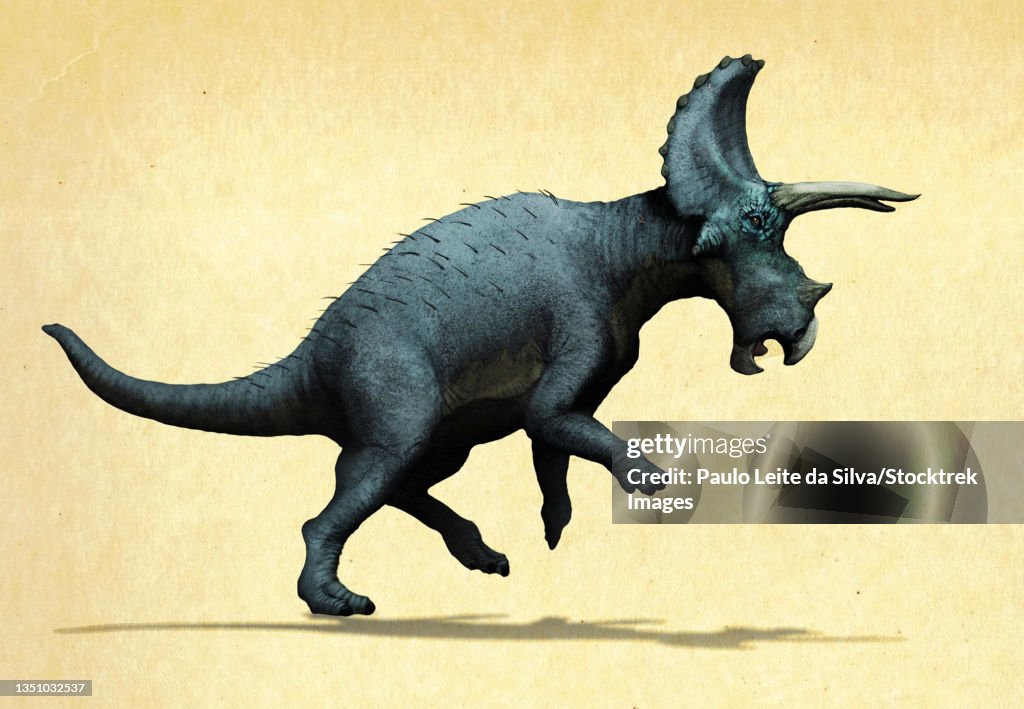 Lateral view of a Triceratops.
