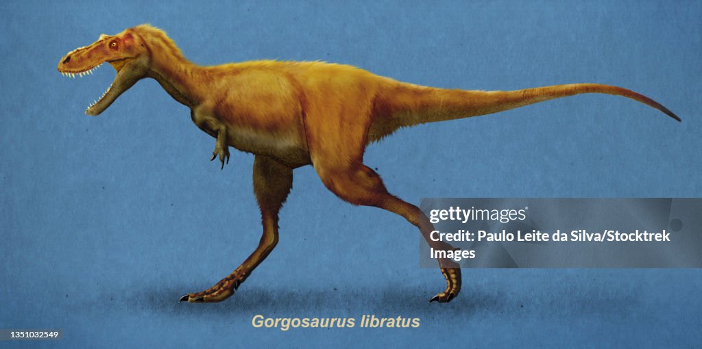 Lateral view of a Gorgosaurus dinosaur.