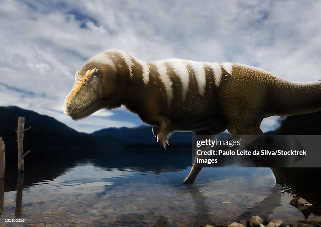 T. rex walking in the shallow part of a lake.